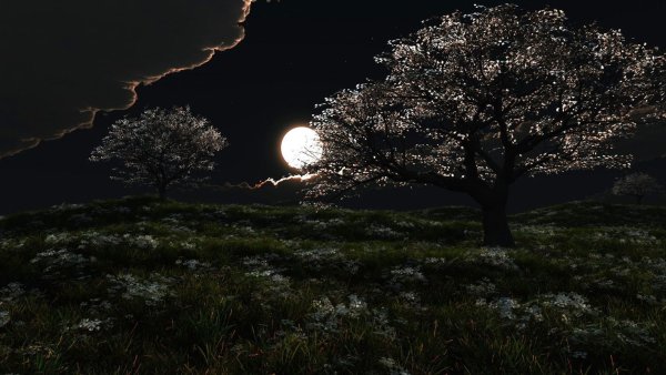 Дерево ночью