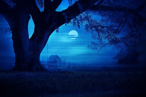 Дерево под луной
