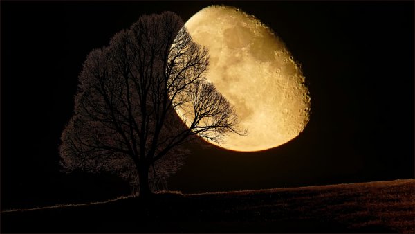 Ночь дерево Луна