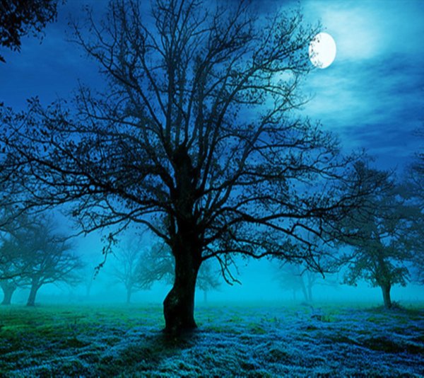 Дерево в лунном свете