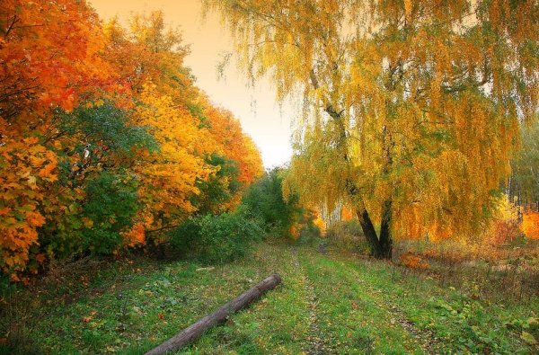 Ранняя Золотая осень