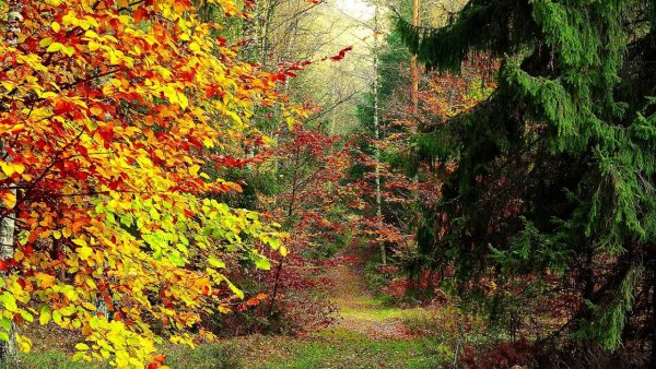 Лесная тропинка осенью