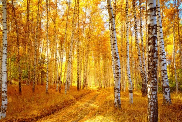 Отговорила роща Золотая Березовая роща осень
