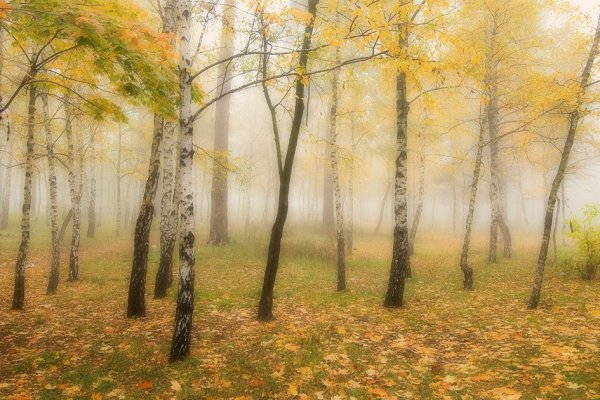 Майкова осень