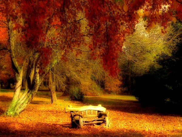 Волшебные краски осени