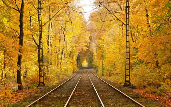 Листья на рельсах