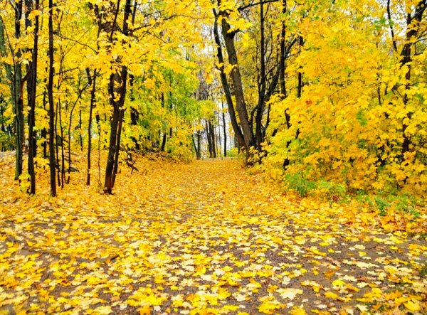 Аполлон Майков осень