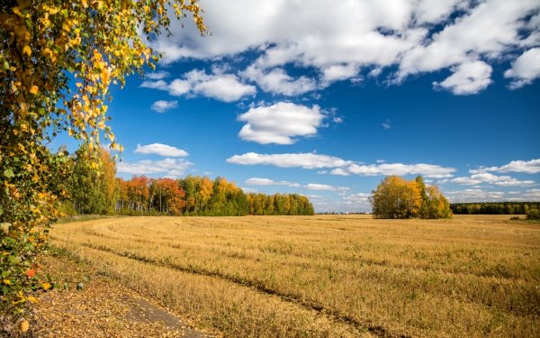 Осеннее поле