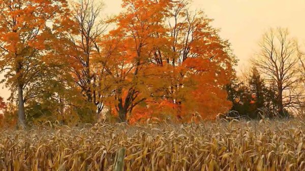 Бунин листопад иллюстрации