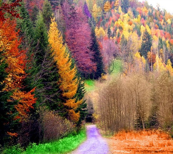 Лес расписной лиловый золотой багряный