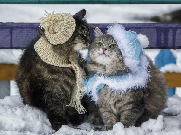Кот в шапке зимой