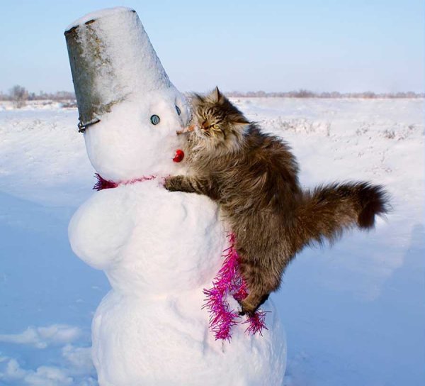 Смешной кот в снегу