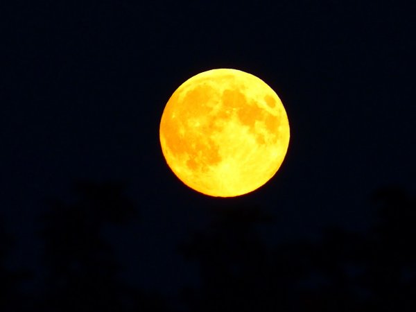 Желтая ночь