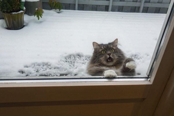 Впустите кота