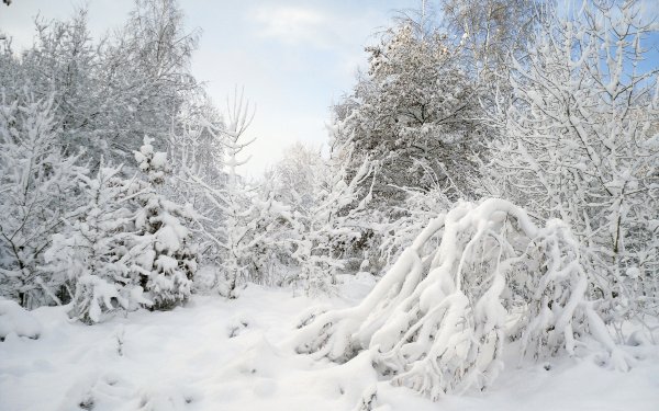 Заснеженные кусты