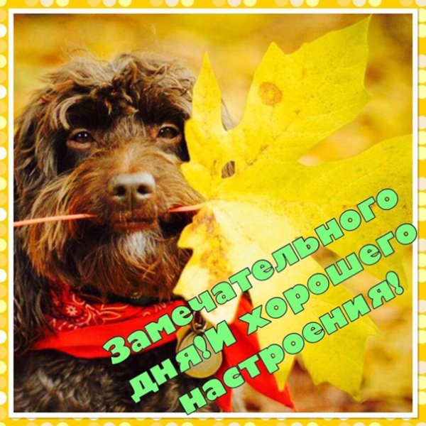 Открытки с добрым утром осенние с собачками