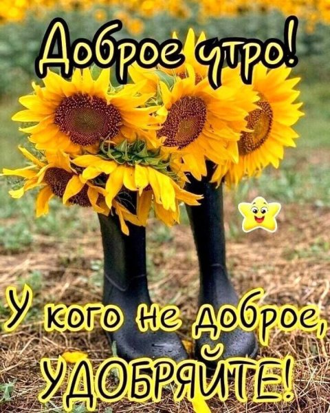 С добрым утром Подсолнухи