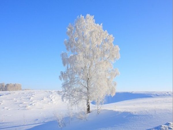 Береза зимой