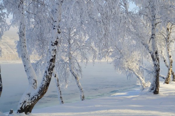 Белая береза