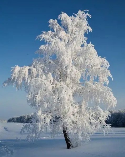 Береза в снегу