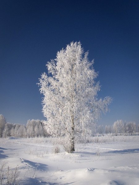 Береза в инее