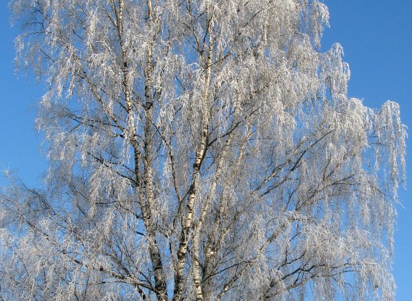 Береза в инее