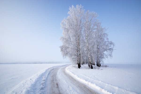 Береза зимой