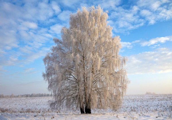 Береза в инее