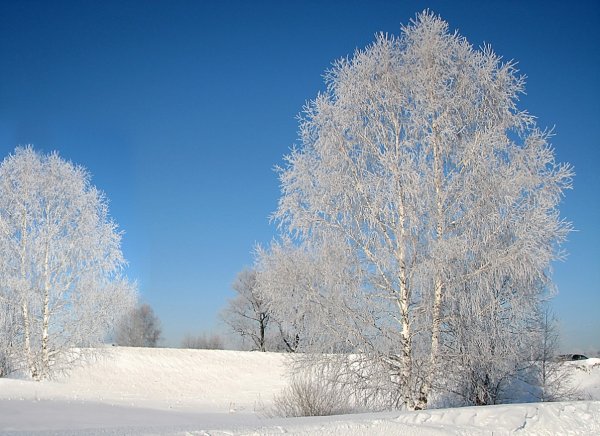 Береза зимой