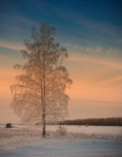 Одинокая береза зимой
