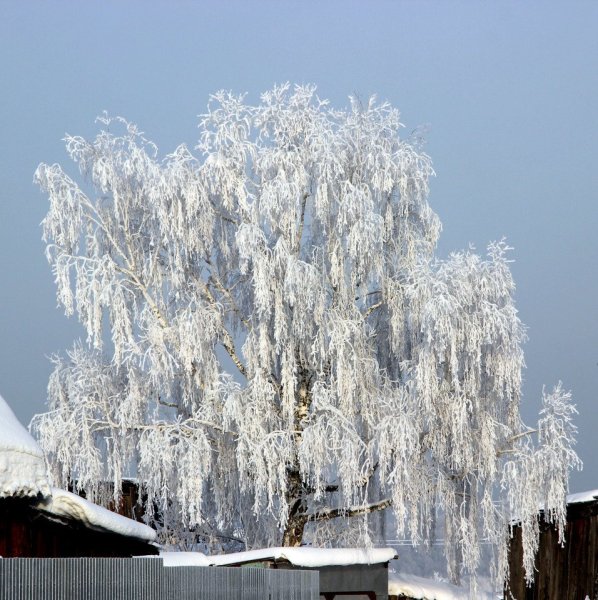 Белая береза Принакрылась снегом