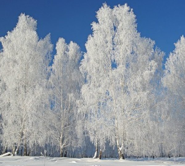 Березка зимой
