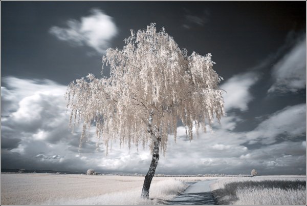 Одинокая зимняя береза