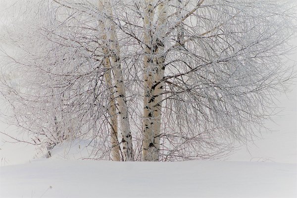 Одинокая береза зимой