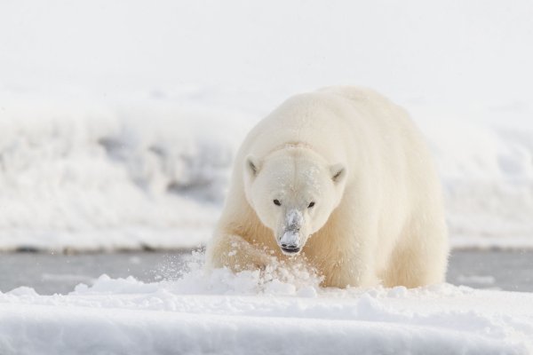 Белый медведь на снегу