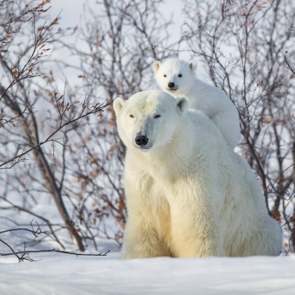 Белый медведь на снегу