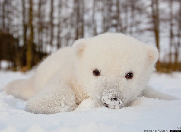 Маленький белый Медвежонок в снегу