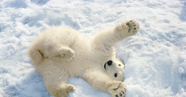 Белый Медвежонок