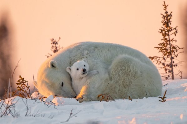 Белый мишка
