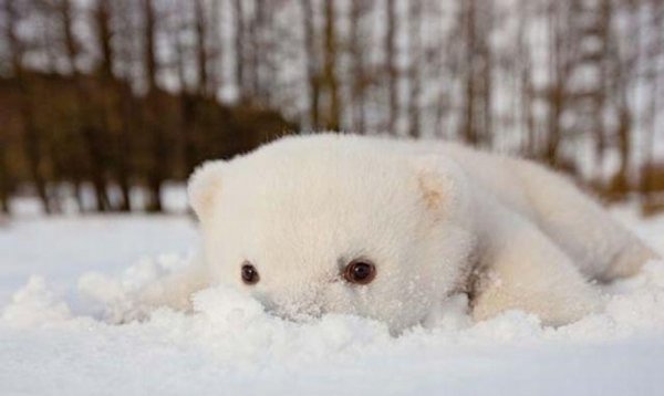 Белый мишка в снегу