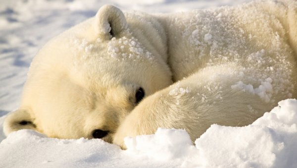 Белый медведь на снегу