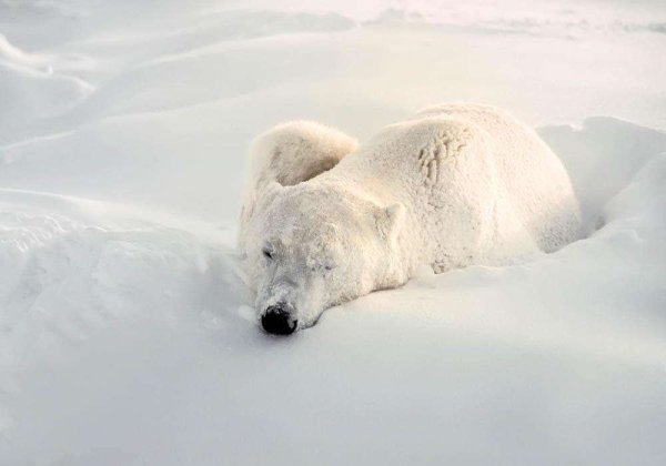 Белый Медвежонок в снегу