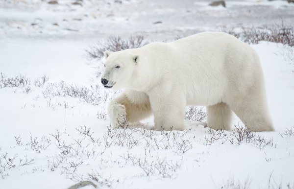 Снежный медведь
