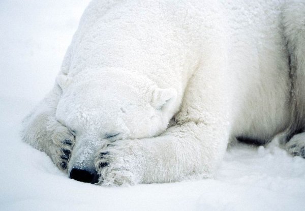 Белый медведь прячет нос