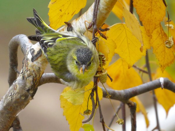 Маленькие птички на Березе