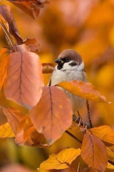 Птички осенью