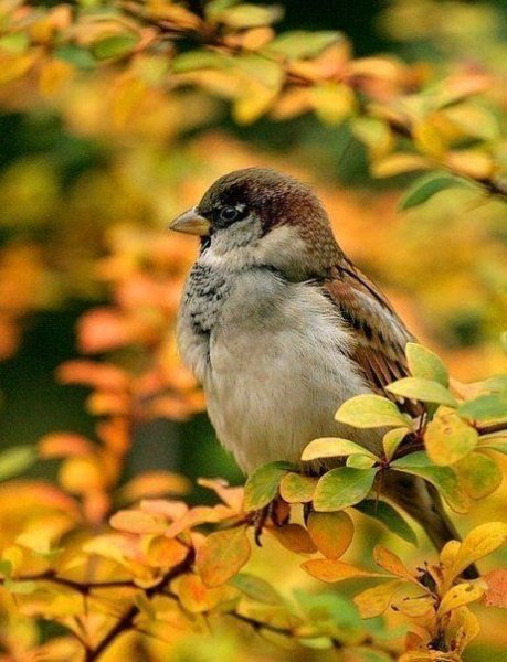 Птички с добрым оменнимутром