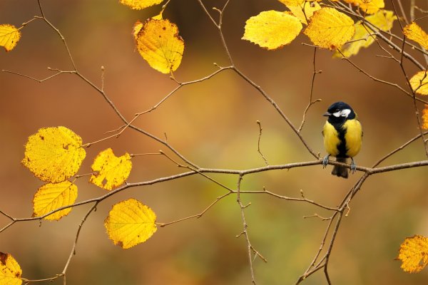 Осенние птицы