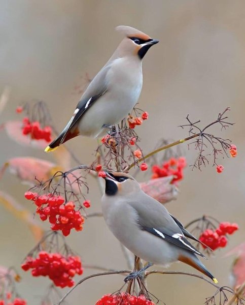 Свиристель зимующая птица