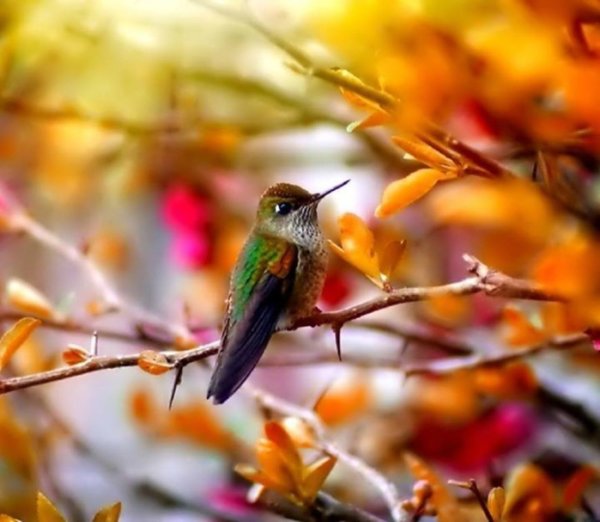 Утро осень птицы